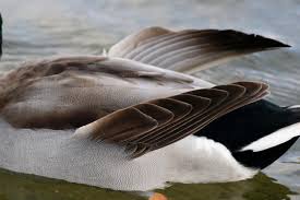 Nourrir Les Oiseaux Regles De Bonne Conduite Pour Ne Pas Les Mettre En Danger Laccreteil Fr