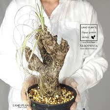 Image result for Xerophyta trichophylla