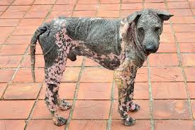 It can originate in the lymph nodes, bone marrow, or organs like the spleen. Canine Mast Cell Tumors In Dogs Symptoms Causes Diagnosis Treatment Recovery Management Cost
