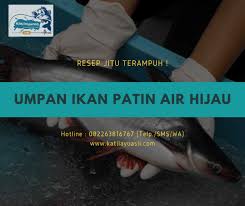 Mengalami mimpi mendapatkan ikan lele yang besar dikatakan bahwa seseorang akan mengalami kesialan yang besar. Gambar Ikan Patin Besar Gambar Ikan Hd