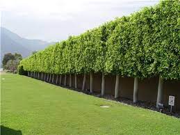 Ficus is the fastest growing hedge material. This Ficus Hedge Is Composed Of Trees That Reach Thirty Feet Tall But Are Mercilessly Sheared To This L Garden Hedges Ficus Tree Outdoor Wind Break Landscaping