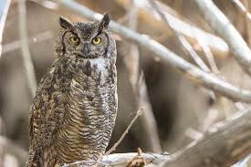 Download Great Horned Owl Portland Audubon