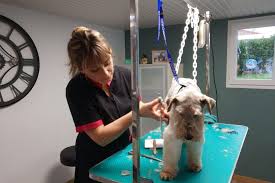 • un village de chiots (et de quelques … Gironde Betty Deguilhem Ouvre Un Salon De Toilettage Pour Chiens Et Chats A La Reole Le Republicain Sud Gironde