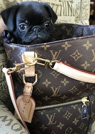 Pug In A Purse My Black Pug Puppy Relaxing In My Louis Vuitton Melie In Monogram Pampered Pooch Black Pug Louis Vuitton Monogram