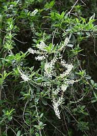 Image result for Aloysia