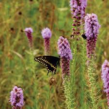 Image result for Pycnostachys reticulata