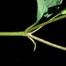 Image result for Blainvillea gayana