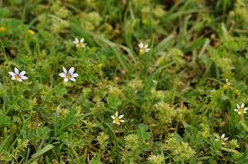 Image result for Sisyrinchium micranthum