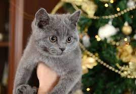 Russian Blue Cat Russian Blue Cat Russian Blue Russian Blue Cat Personality