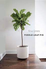 Fiddle Leaf Ficus Buy Google Search Plants Fiddle Leaf Fig Care Indoor Plants