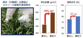 微生物やその細胞壁成分の葉面散布による酒米の増収に成功 メタノールを原料に生産した微生物製剤を出穂後1度の散布で 京都大学