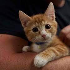 Urgent Need For Pet Adoption Find Dogs Cats More Petfinder