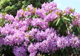 Boursault Rhododendron 2m High Wide Georgeous Light Purple Flower With Green Foliage Blooms L Evergreen Flowers Light Purple Flowers Broadleaf Evergreen
