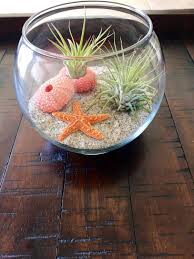 Find air plant terrariums for every occasion. Amazon Com Air Plant Terrarium With Beach Theme Handmade