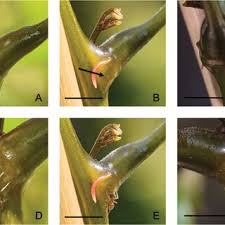 Image result for Entada chrysostachys