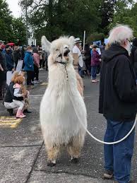 Последние твиты от hump day camel (@hump_day_camel). Meet Caesar Also Known As The No Drama Llama That Keeps Protesters And Police Calm