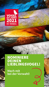 (also von einer blaumeise) ich bin mir ganz sicher das sie dieses jahr wieder zu uns kommen bitte diese frage mit begründung beantworten oder erfahrungen etwas erzählen würde mich sehr intenssieren aber nur falls es eine meise ist :d. Nabu Wird Die Stadttaube Vogel Des Jahres 2021 Oscaramfreitag