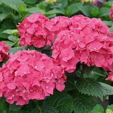 Let's see some nice one hydrangea mac. Let S Dance Big Band Hydrangea Garden Crossings