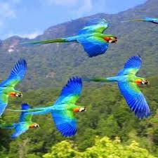 The Very Best Of Rabbit Carrier S Pins Color Takes Flight Animals Animals Beautiful Beautiful Birds