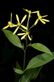 Image result for Senecio cryphiactis
