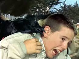 Is it possible for a bird to hit me?