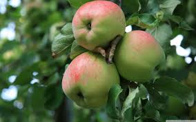 Image result for apple tree