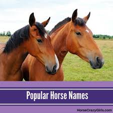 Browse horses, or place a free ad today on horseclicks.com. Popular Horse Names