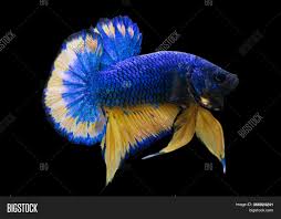 Betta fish coffee mug, cute siamese fighting fish gift, betta lover, beta fish cup, gift for her, him, pet, halfmoon crowntail red pink blue. Betta Mustard Halfmoon Image Photo Free Trial Bigstock