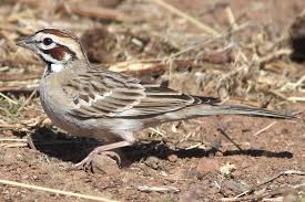 Pictures Of Sparrows