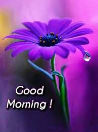 Check spelling or type a new query. Good Morning Images With Purple Flowers Hutomo