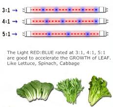 Red and blue grow lights. Plant Growth Led Grow Light Red Blue 660nm 460nm