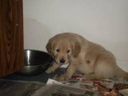 Red golden retriever puppies for sale ontario. Adorable Golden Retriever Puppies Ready Soon For Sale In Timmins Ontario Nice Pets In Canada
