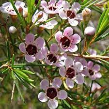 Chamelaucium Uncinatum Wax Flower 15cm Pot Size Amazon Co Uk Garden Outdoors Australian Native Flowers Australian Flowers Australian Wildflowers
