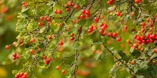 She has always had a curse of terrible service on her birthday. Hawthorn Fairwild Foundation