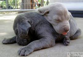 Grey weimaraner pups are classic color choices but this breed also comes in a range of hues including silver, mouse and blue tones. Weimaraner Puppies For Sale Top Of The Rock Weimaraners Tx