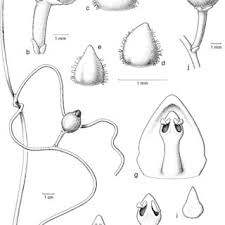 Image result for Cassytha pondoensis