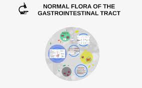 Normal Flora Of The Gastrointestinal Tract By Mariana Jimenez