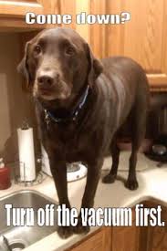 Funny Dog Picture Funny Dog Meme Funny Things Dogs Do Funny Animal Pictures Funny Dogs Funny Animals
