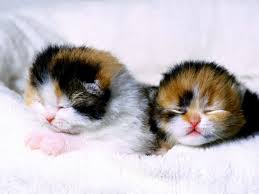 More images for how long does it take for kittens eyes to open » Newborn Kitten Care Guide Questions And Answers Uk Pets