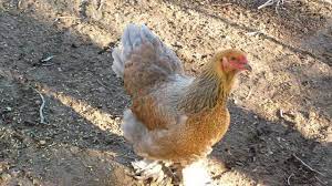 Maybe you would like to learn more about one of these? Blue Partridge Brahma At Chickenhillpoultry Com Youtube
