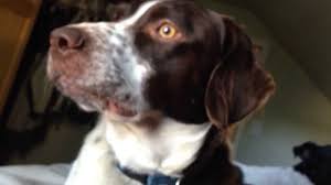 With a playful personality and loads of smarts, an english cocker pup gets along well with other dogs in the home and can even mix with cats. My Mornings With My Springer Spaniel Lab Mix Youtube