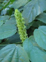 Image result for Acalypha ornata
