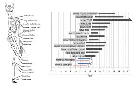 quick tips how to estimate the chronological age of a human