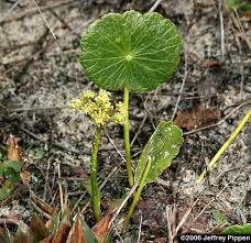 Image result for Hydrocotyle bonariensis