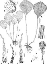 Image result for Lindsaeaceae