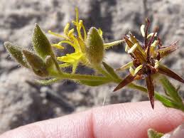 Image result for Vahlia