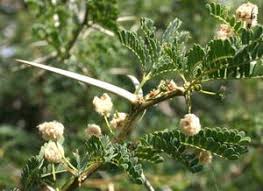 Image result for Cassinopsis ilicifolia