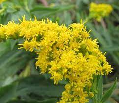 Maybe you would like to learn more about one of these? State Flowers Photo Gallery Kentucky State Flower Kentucky State Kentucky