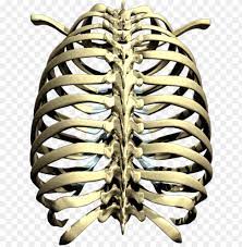 We provide millions of free to download high definition png images. Rib Cage Png Picture Rib Cage Png Image With Transparent Background Toppng