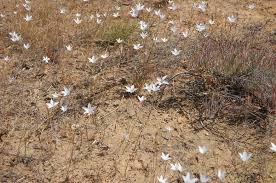 Image result for Gunillaea rhodesica